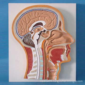 Head Skeletal System Anatomic Model for Medical Teaching (R050128)